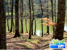 Assolutamente da vedere - La Foresta Umbra