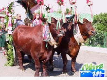 Eventi, Fiere, Sagre - 