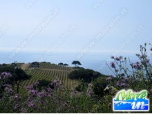 Lo sai che... - Aleatico dell'Elba