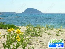 Lo sai che... - Fauna e Flora della Sardegna
