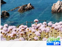 Lo sai che... - Fauna e Flora della Sardegna